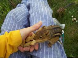 Image of Siberian Chipmunk