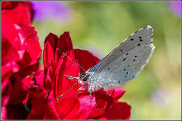 Image of holly blue