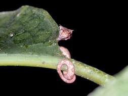 Image of Eyelash Viper