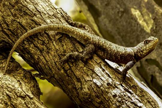 Plancia ëd Tropidurus oreadicus Rodrigues 1987