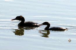 Image of Podiceps Latham 1787