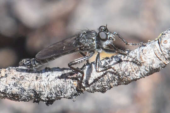 Image of robber flies