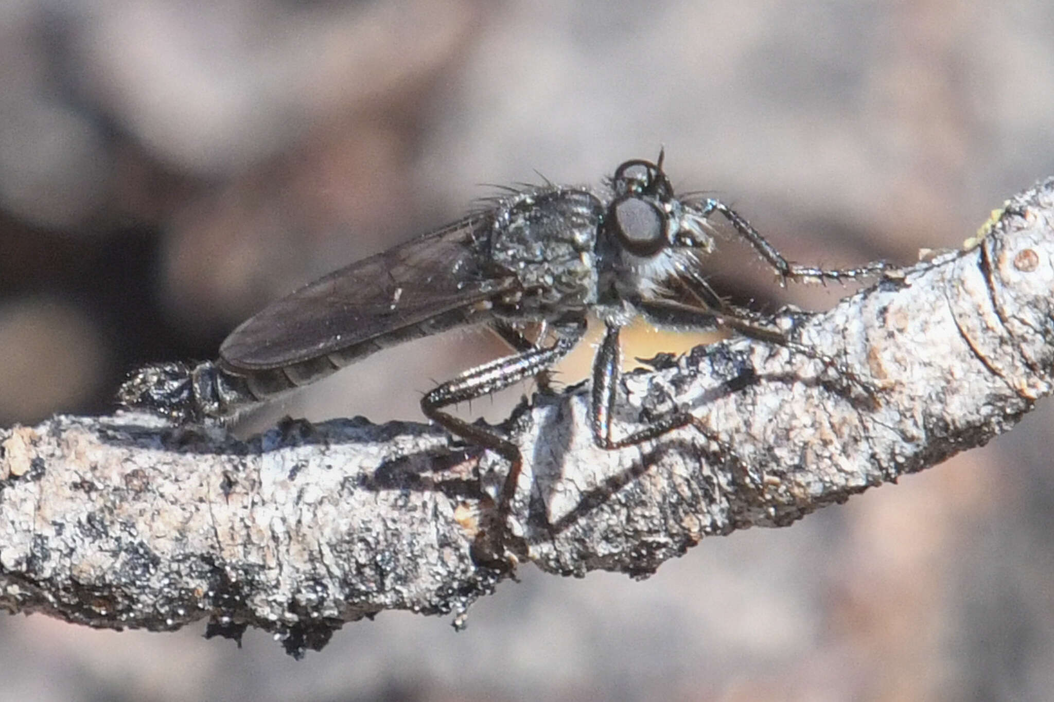 Image of robber flies