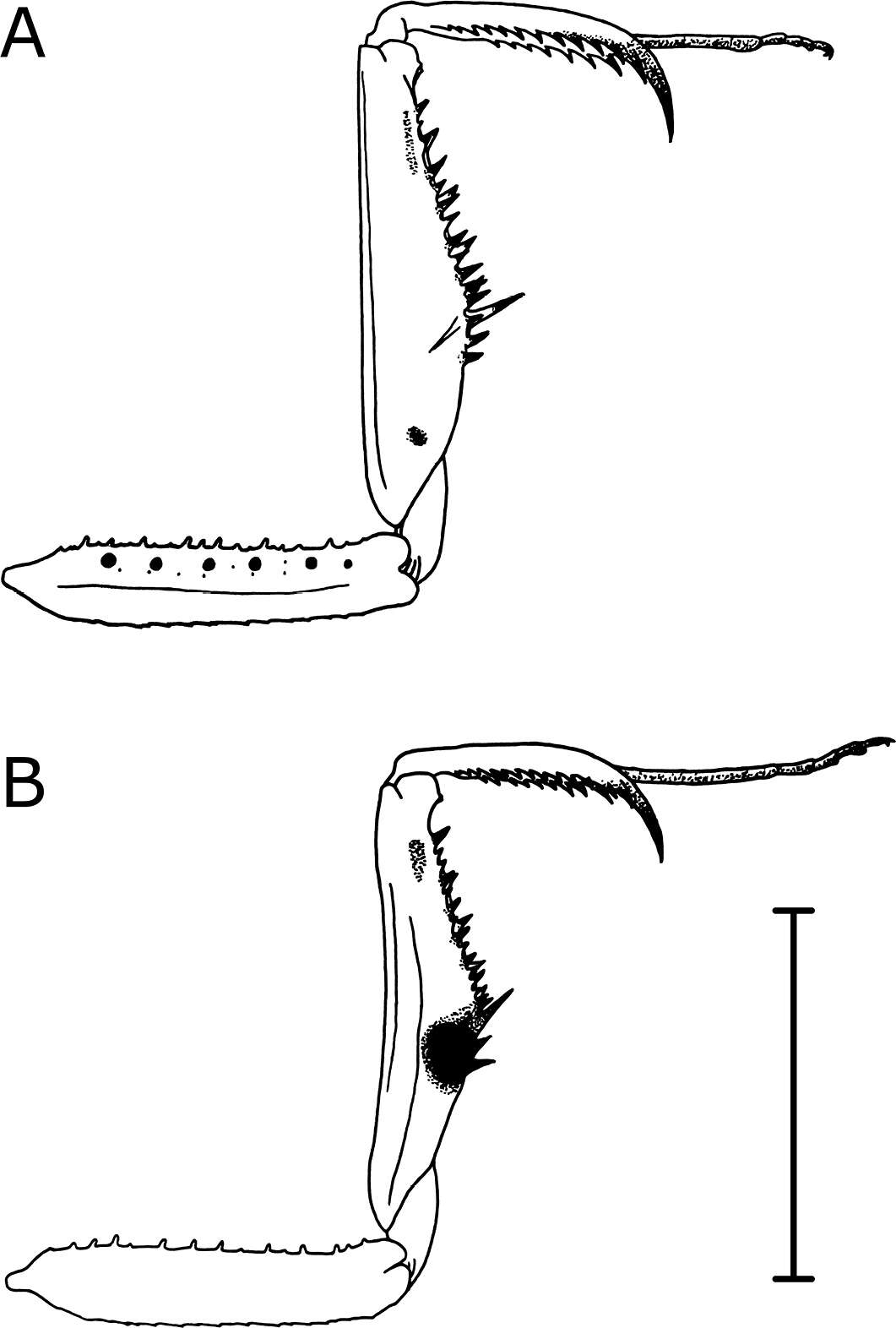 Image of Pseudomantis