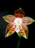 Image of Phalaenopsis venosa Shim & Fowlie