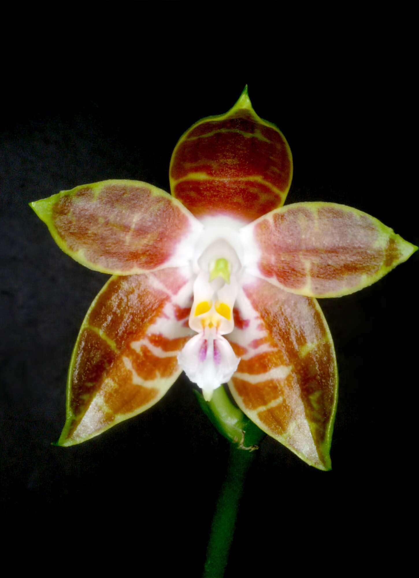 Image of Phalaenopsis venosa Shim & Fowlie