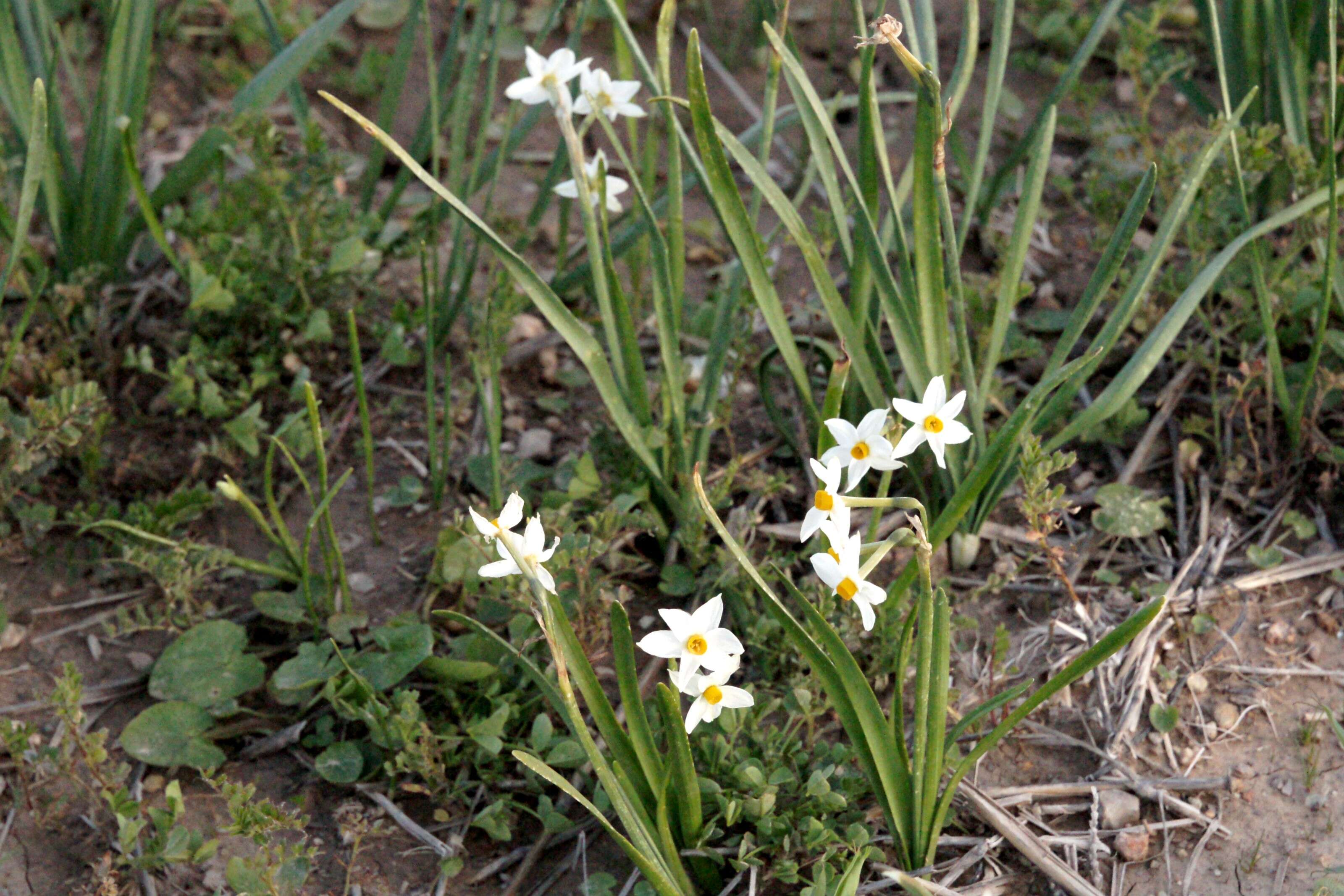 Image of cream narcissus