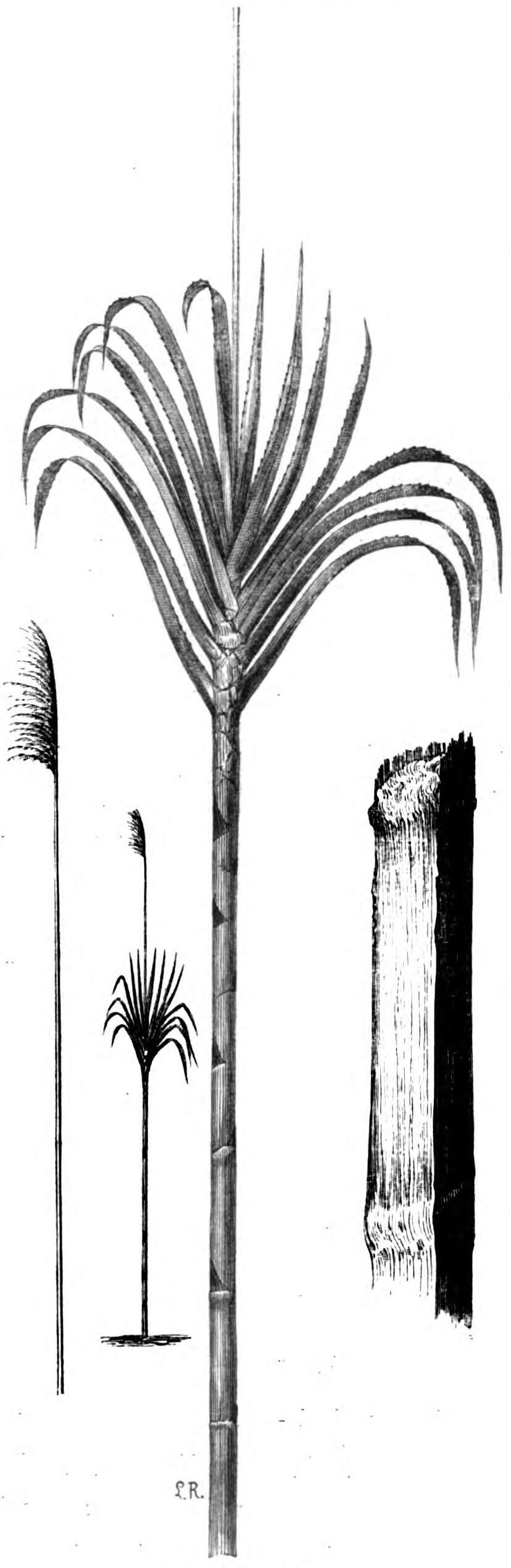 Image of wildcane