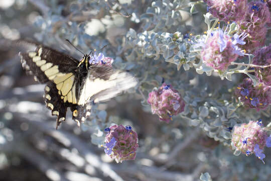 Image of purple sage