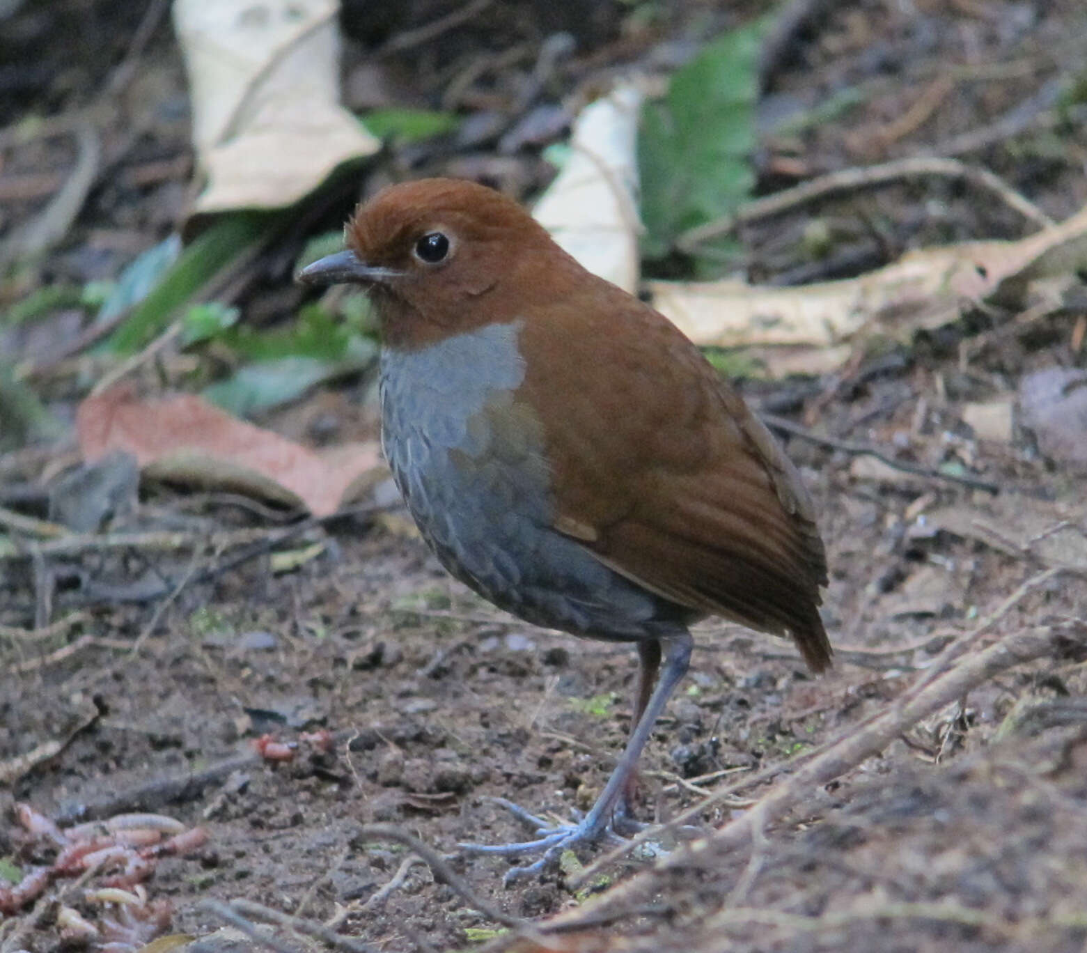 Image of Bicolored Antpitta