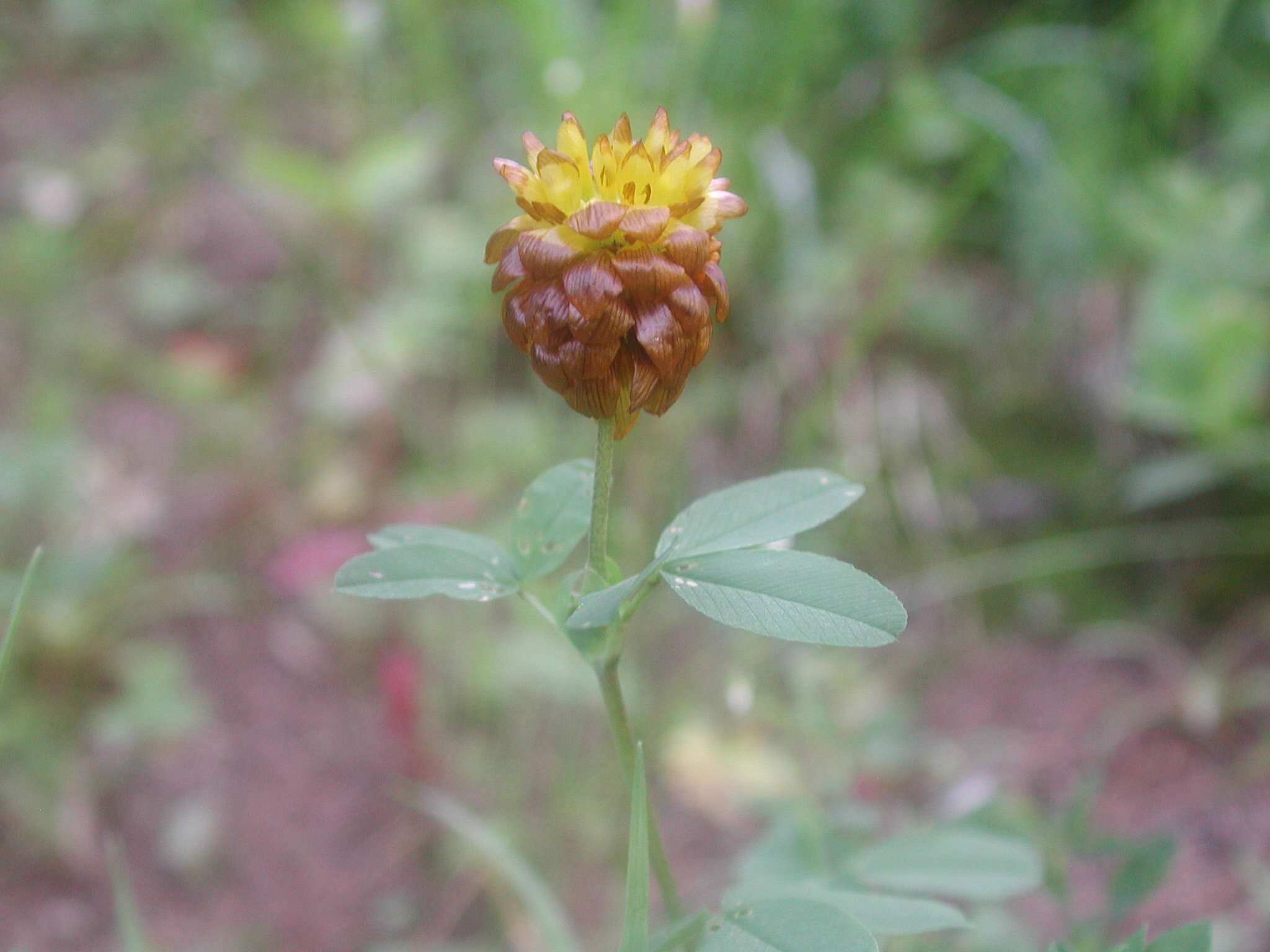 Image of brown clover