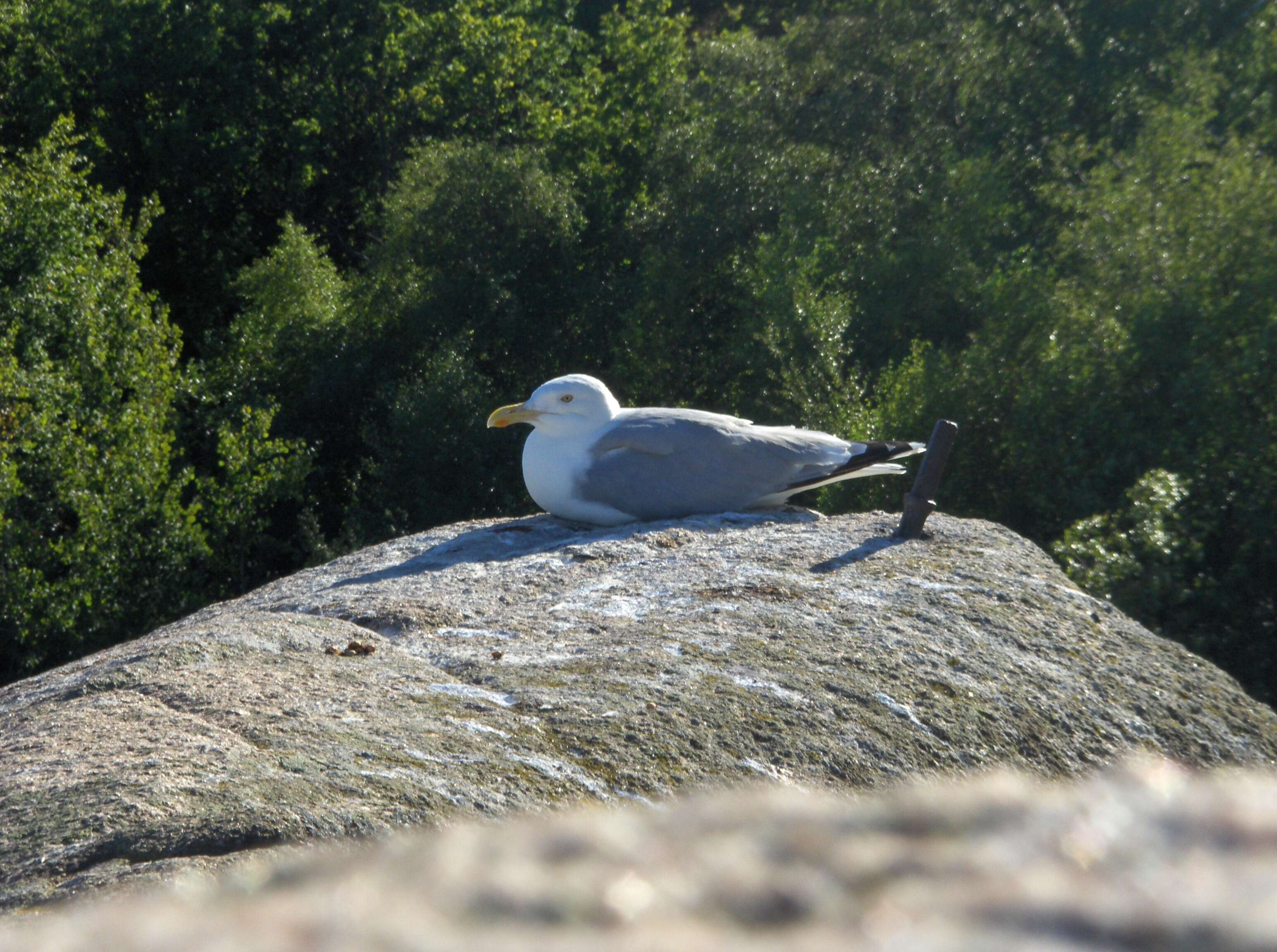 Image of European Herring Gull