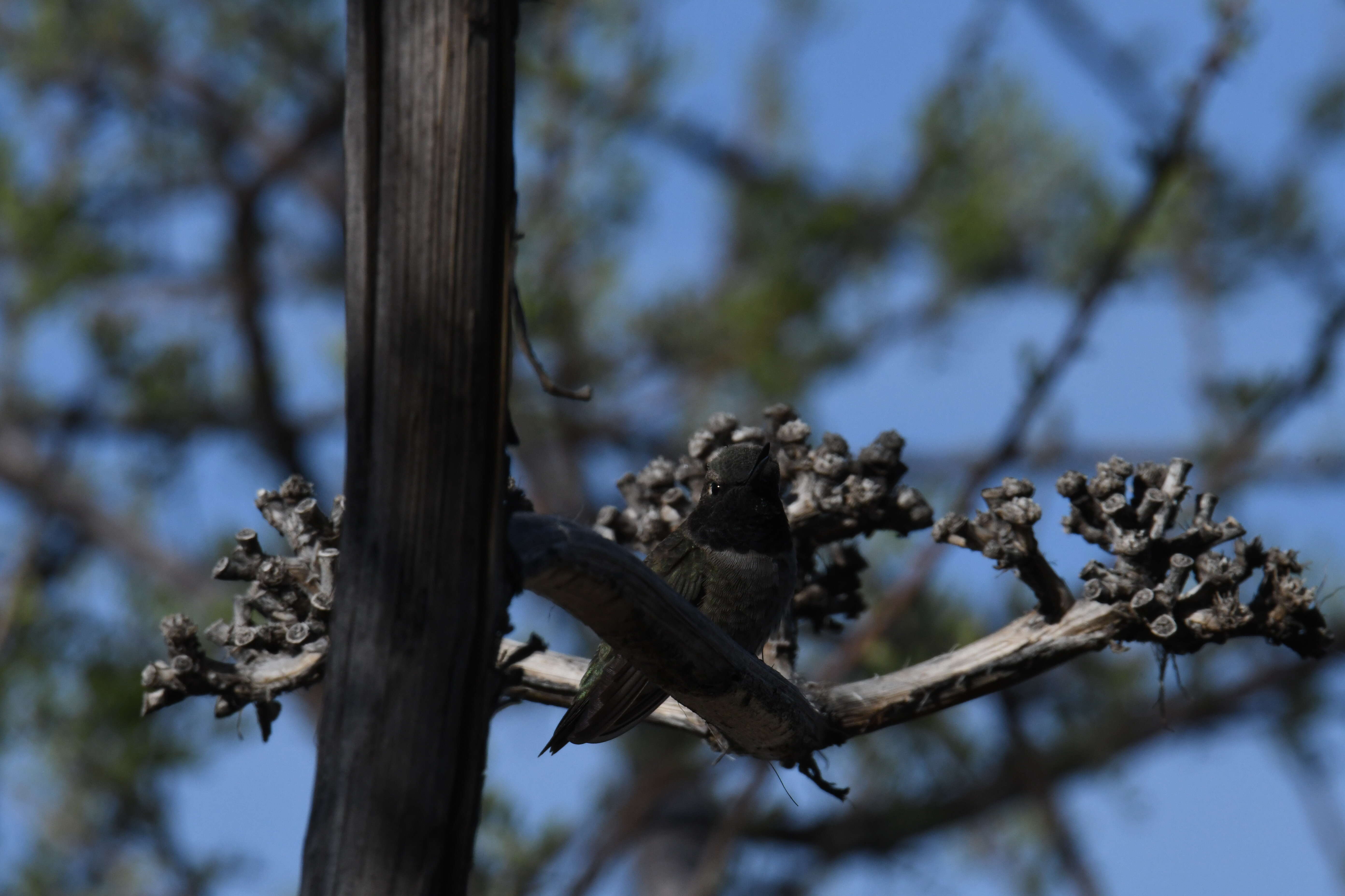 Image of Black-chinned Hummingbird