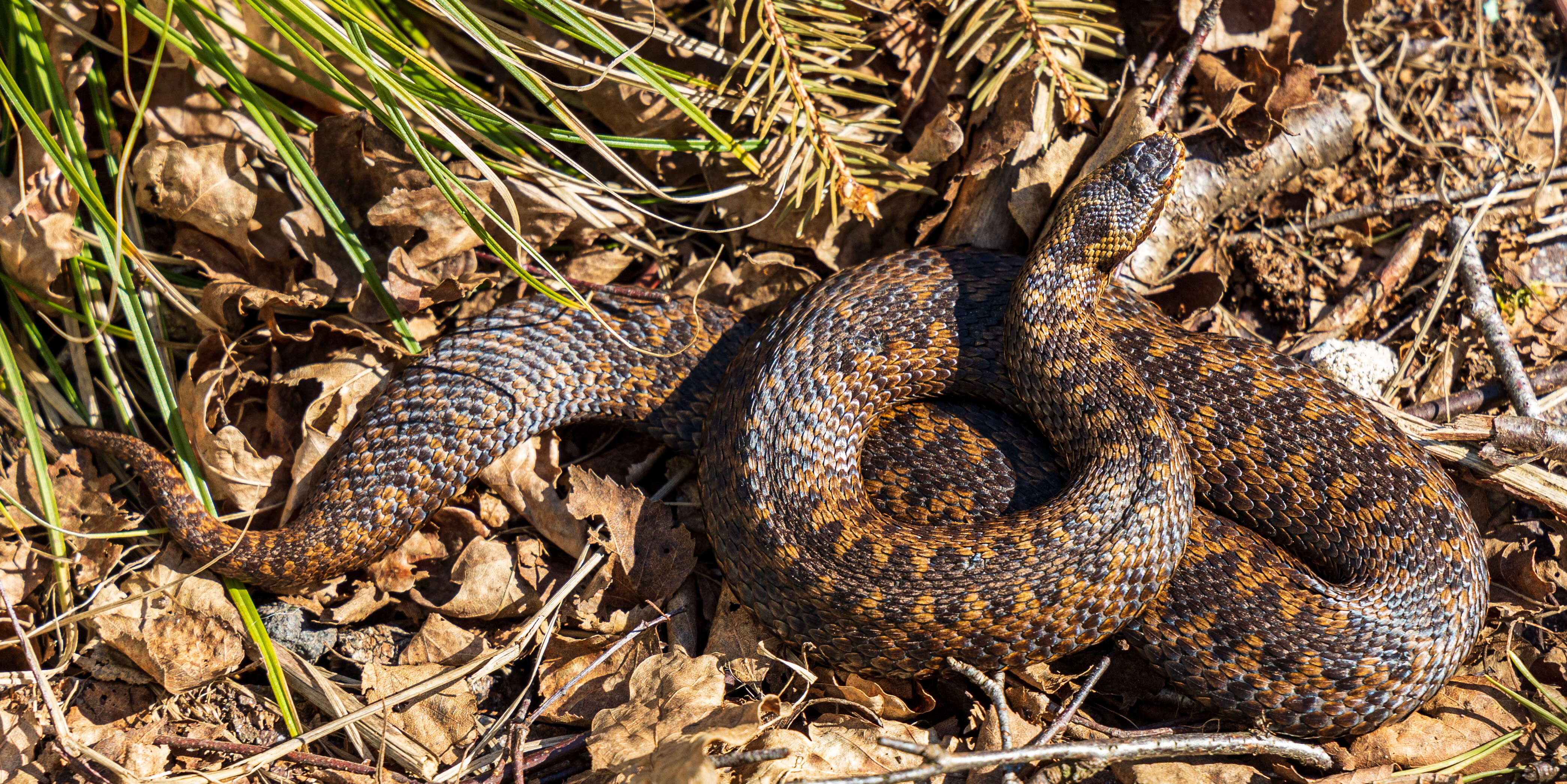 Image of Adder