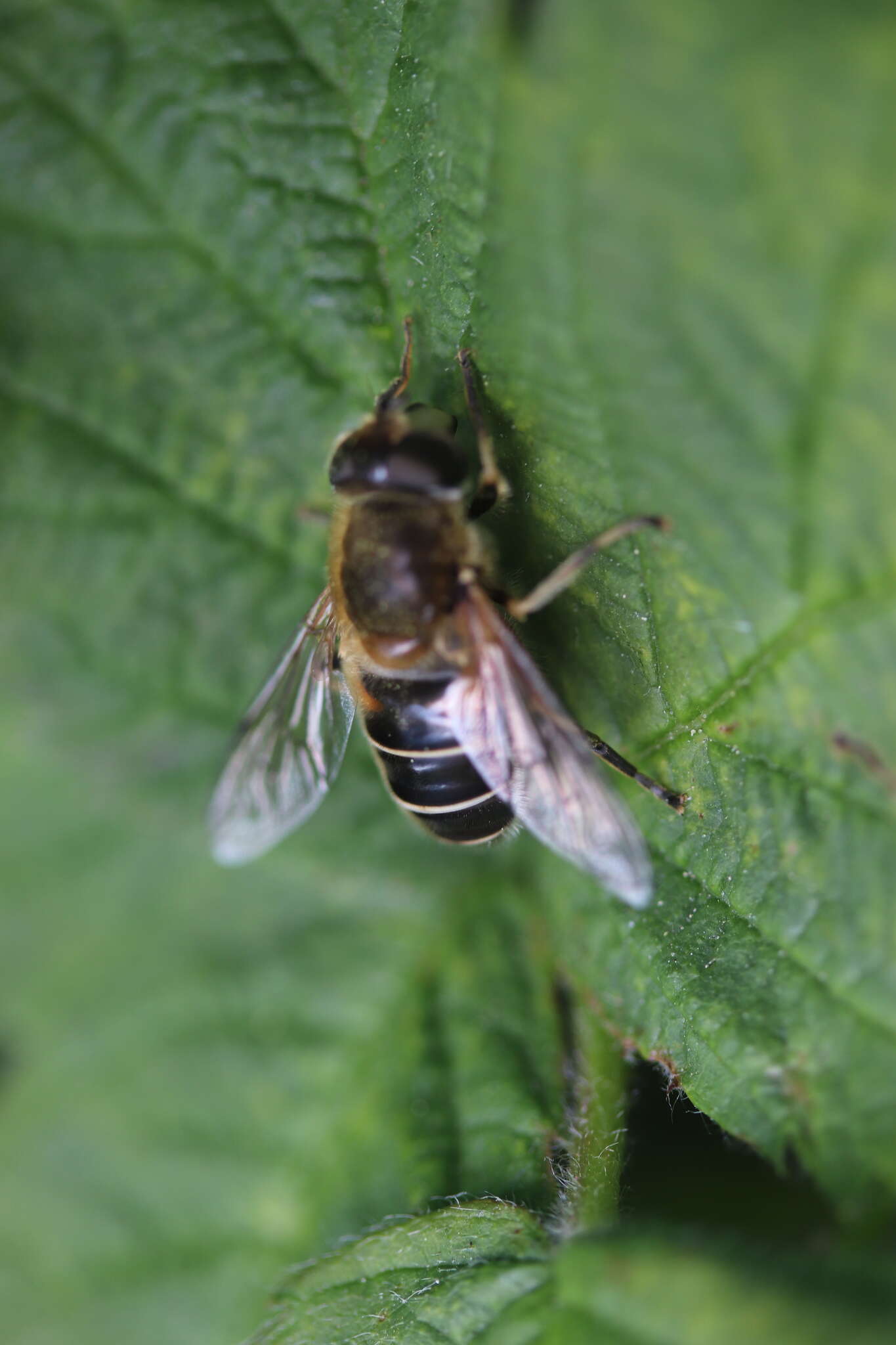 <i>Eristalis nemorum</i> resmi