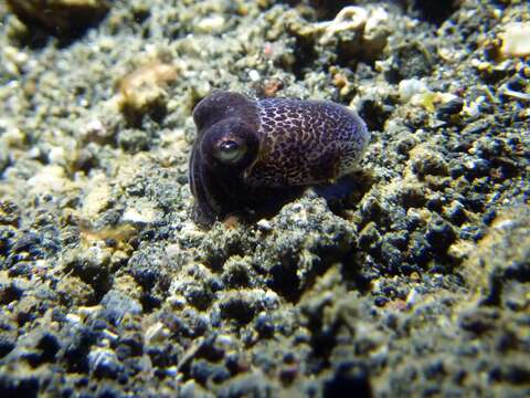 Image of Humming-bird Bobtail Squid