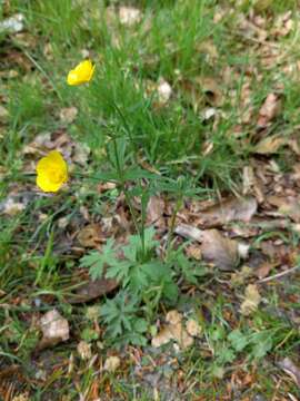 Image of common buttercup