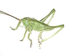 Image of Great green bushcricket