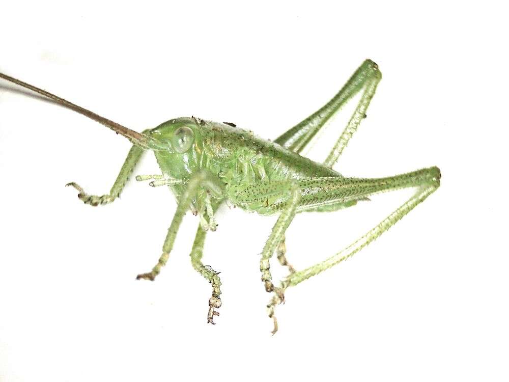 Image of Great green bushcricket