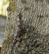 Image of Asian Gliding Lizard