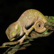 Image of West Usambara Blade-horned Chameleon