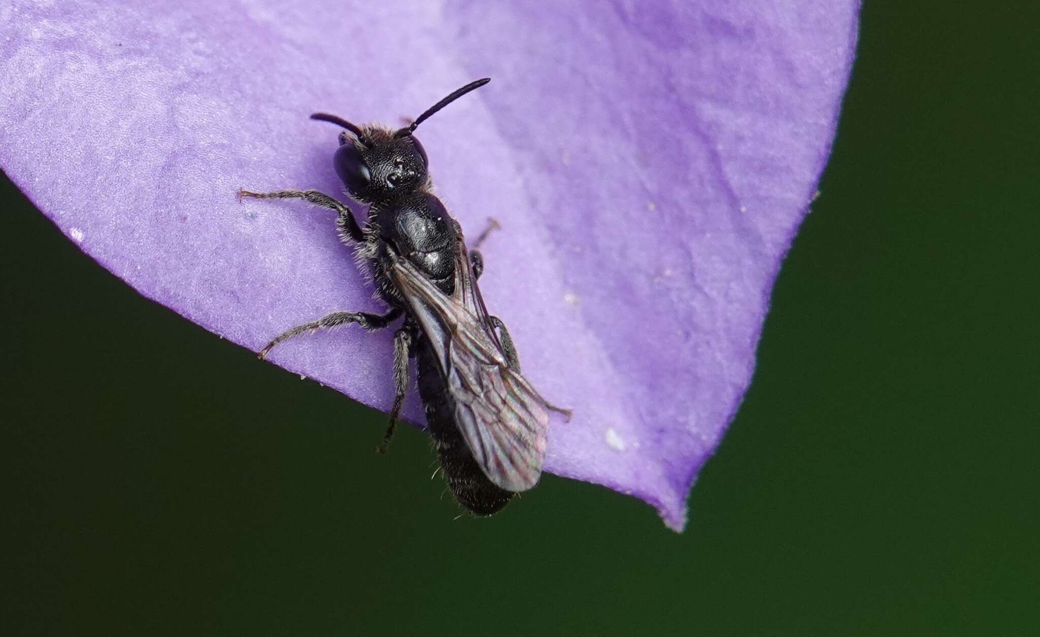 Image of Carpenter bee