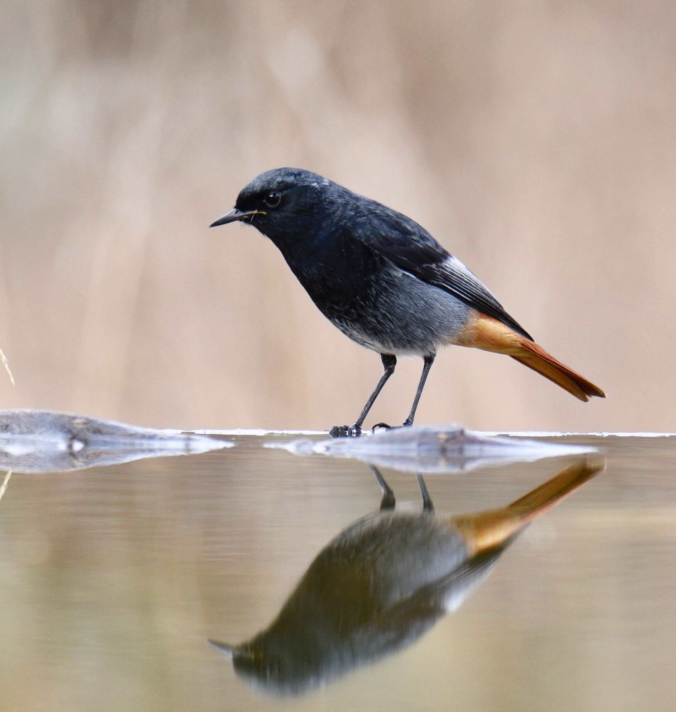 Image of Black Redstart