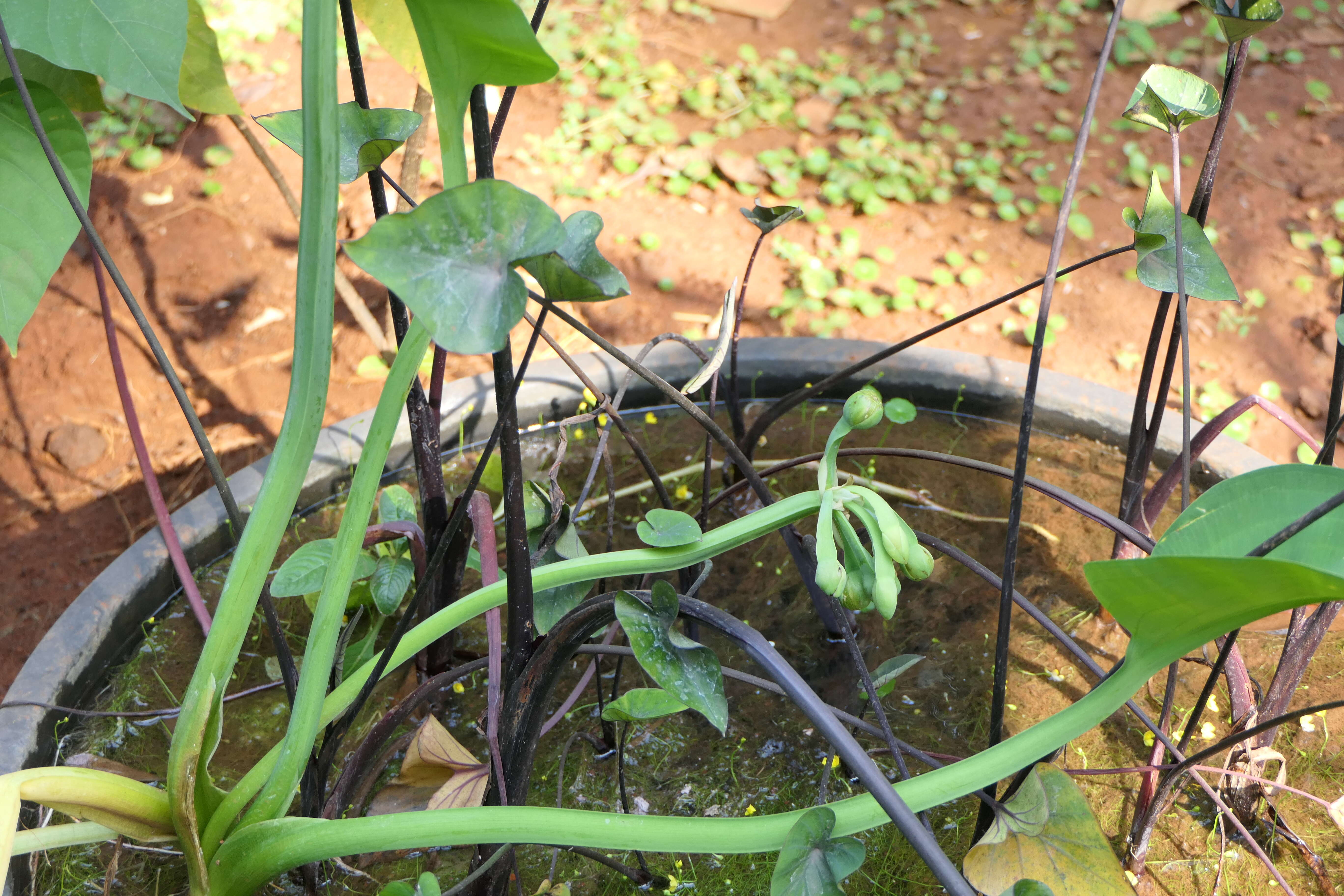 Image of velvetleaf