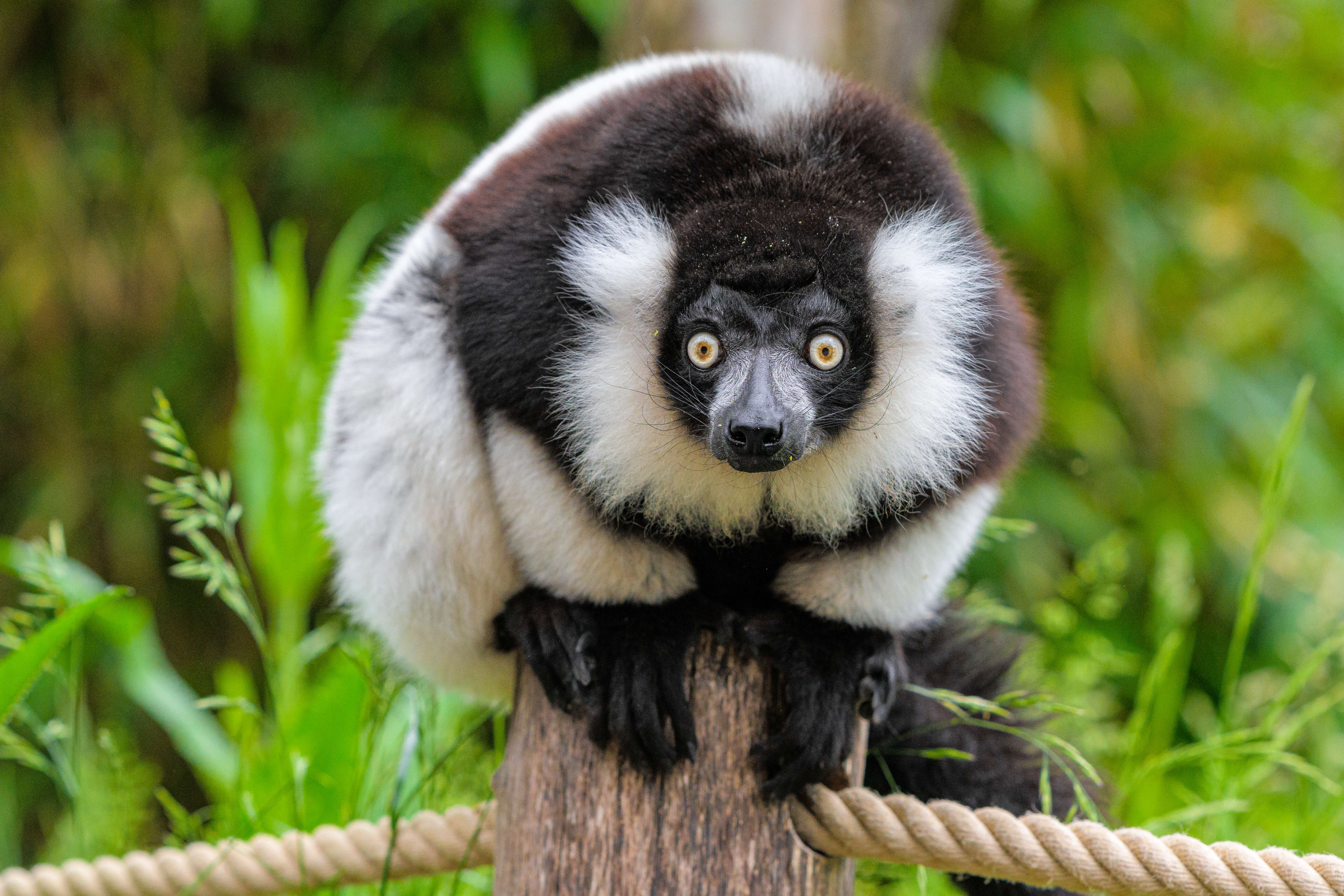 Image of Ruffed lemur