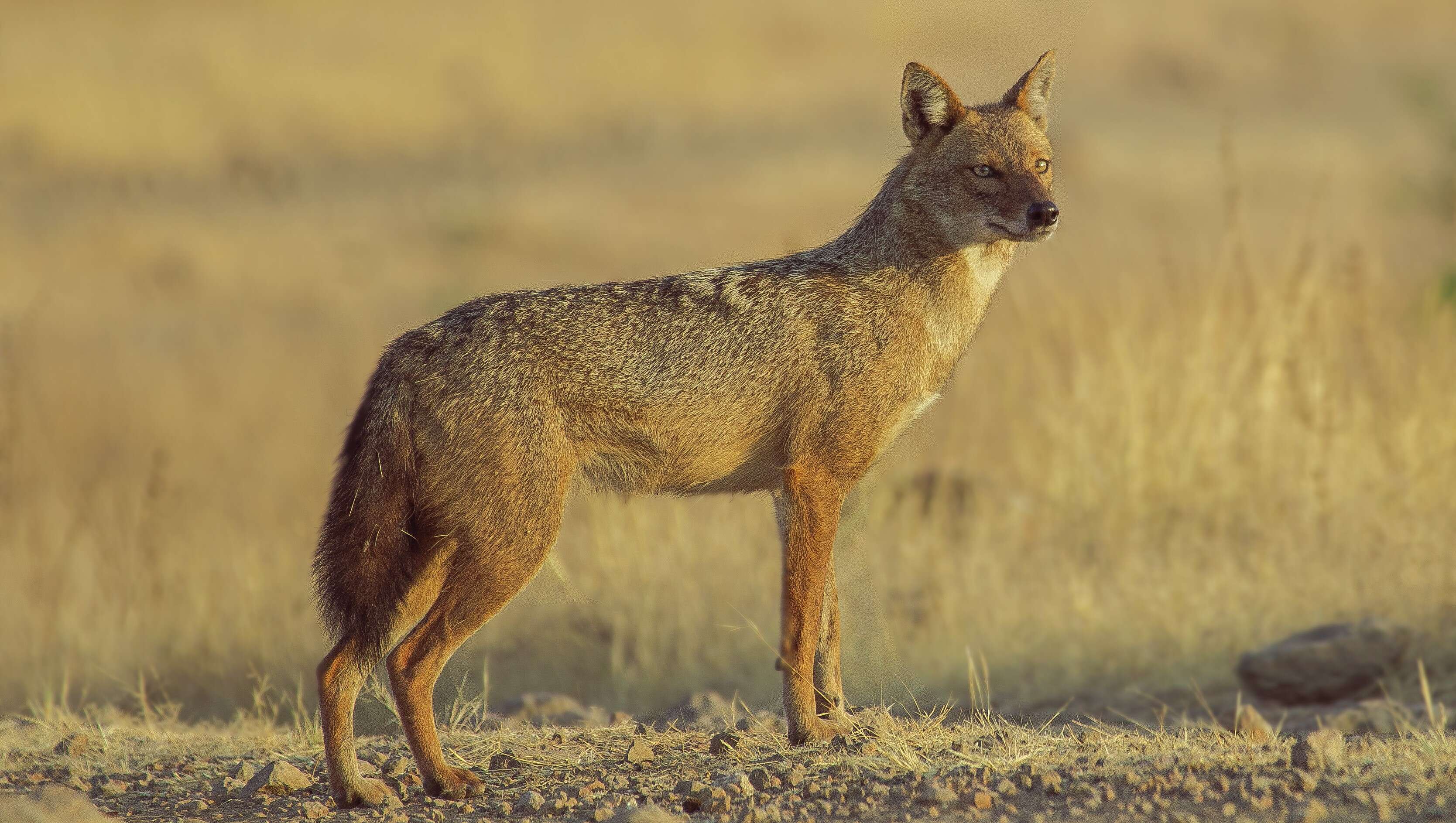 Image of Indian jackal