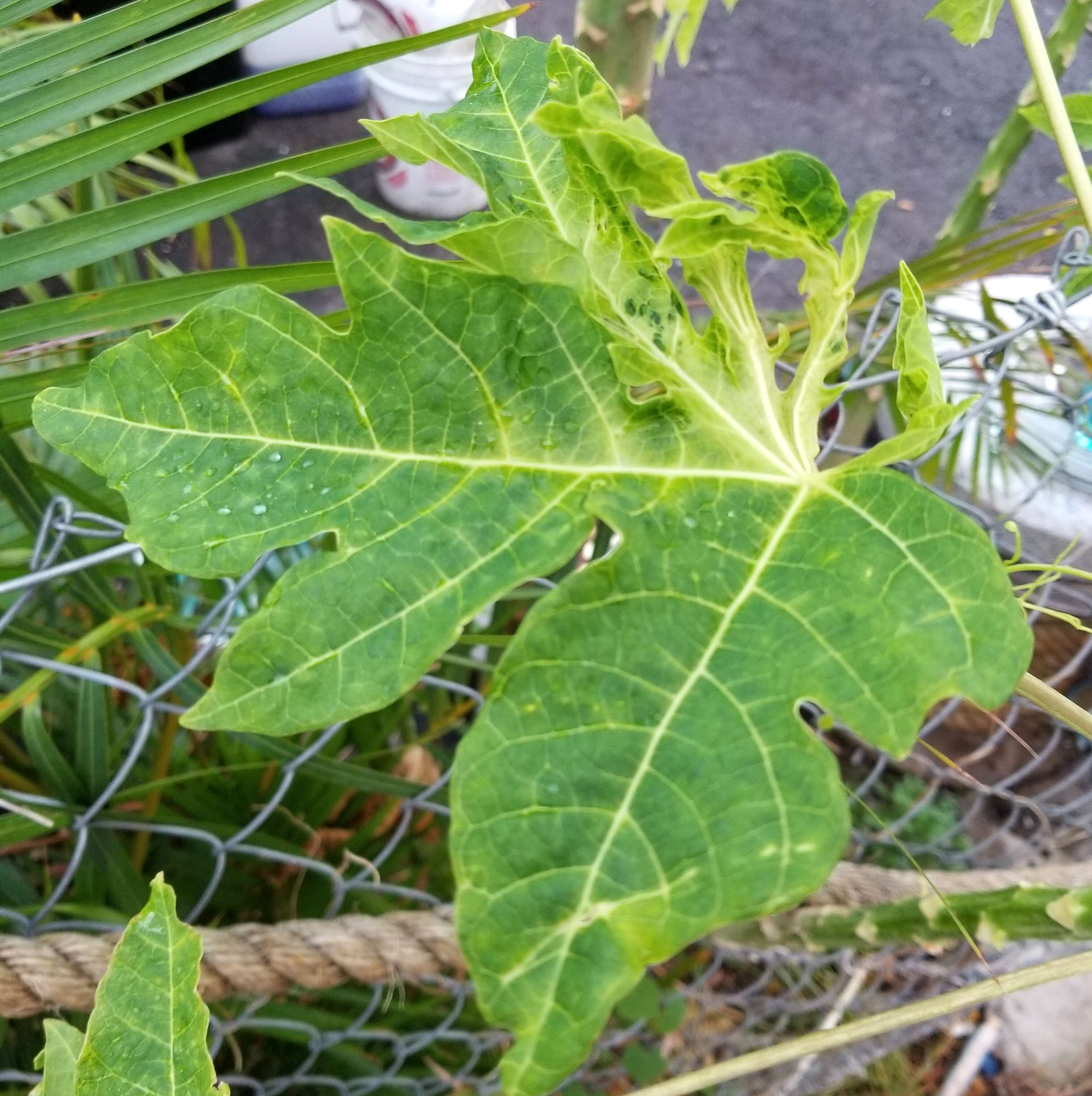 Image of Papaya ringspot virus