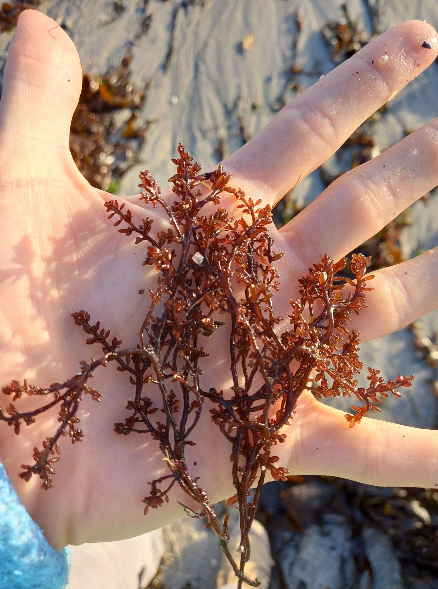 Image of Gastroclonium ovatum