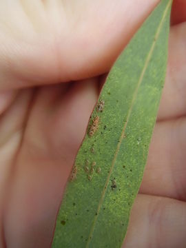 18.https www inaturalist org photos 6666170.580x360