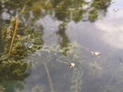 Image of western waterweed