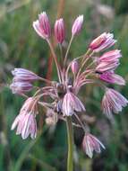 Image of field garlic