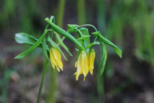 Image of largeflower bellwort