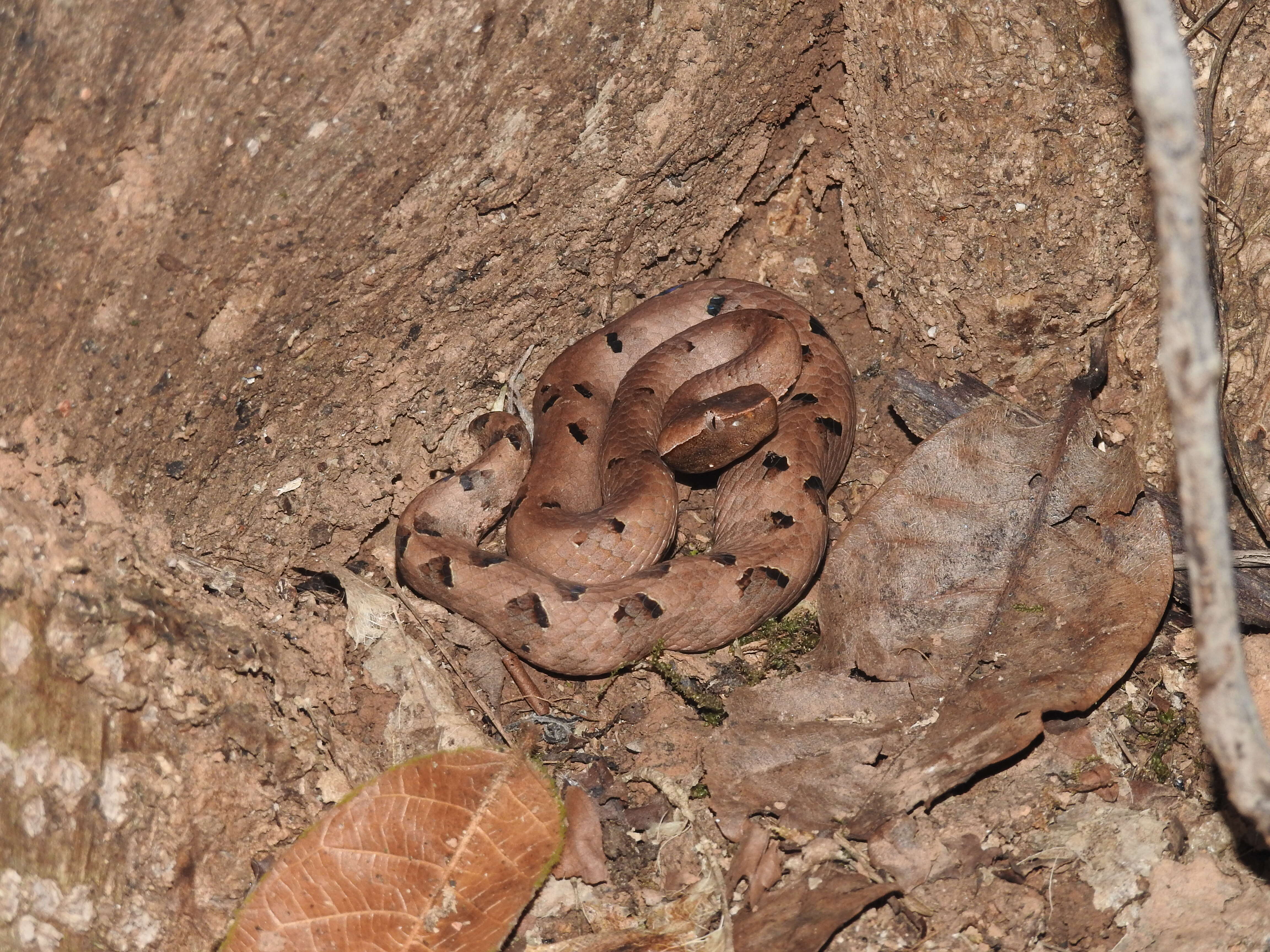 Image of Hump-nosed pit viper