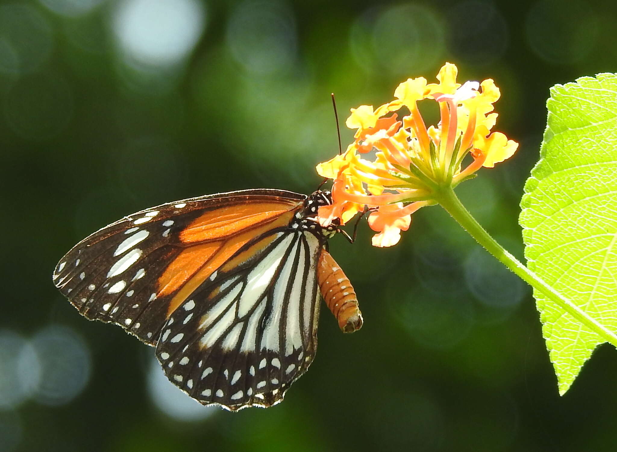 Plancia ëd Danaus (Anosia) melanippus Cramer 1777