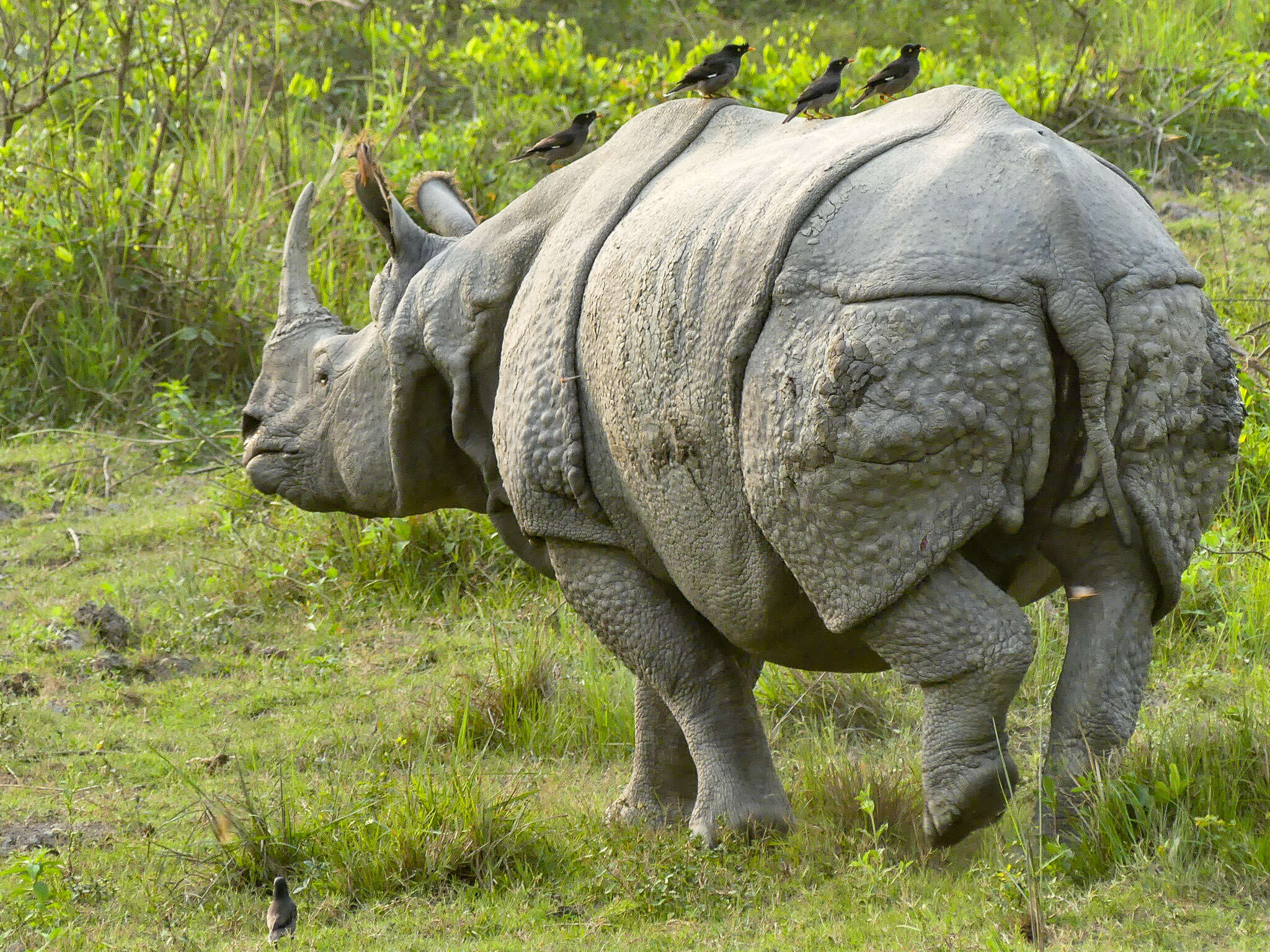 Image of Indian Rhinoceros