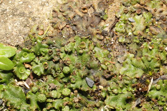 Image of common liverwort