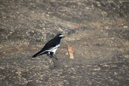 Image of White-browed Wagtail