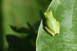 Image of American Green Treefrog