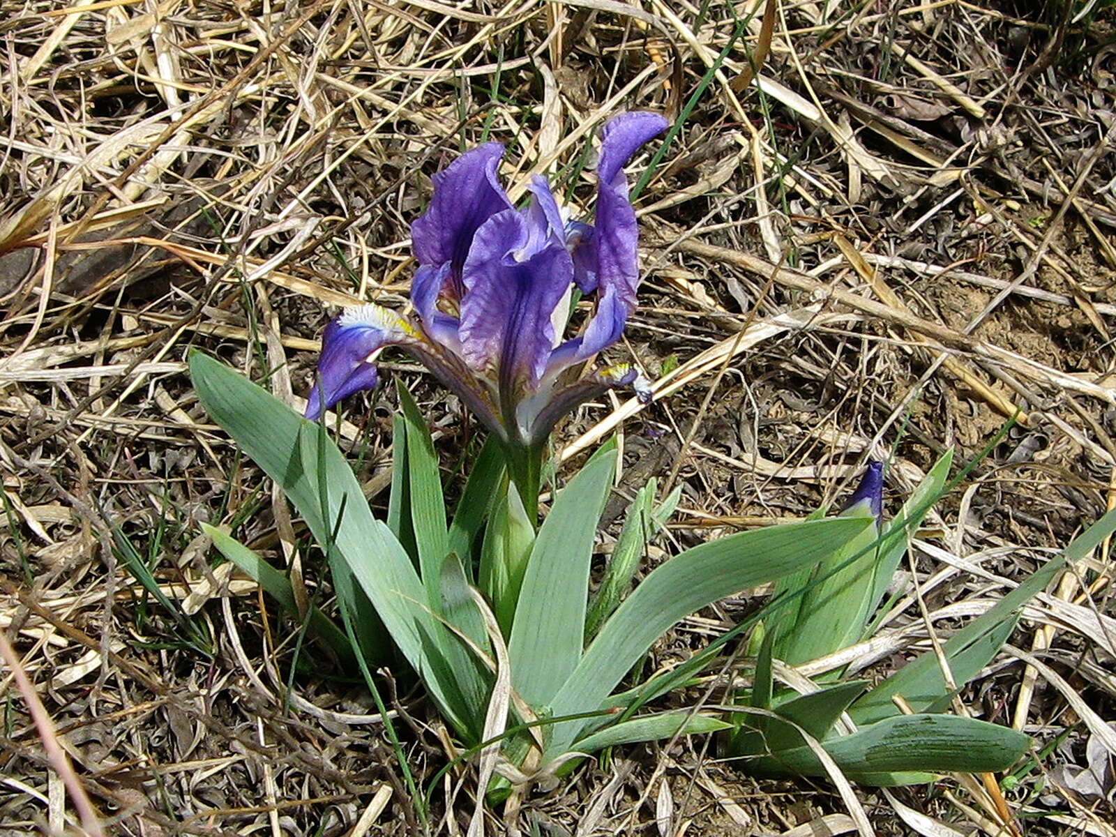 Plancia ëd Iris pumila L.