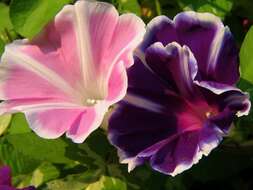 Image of whiteedge morning-glory