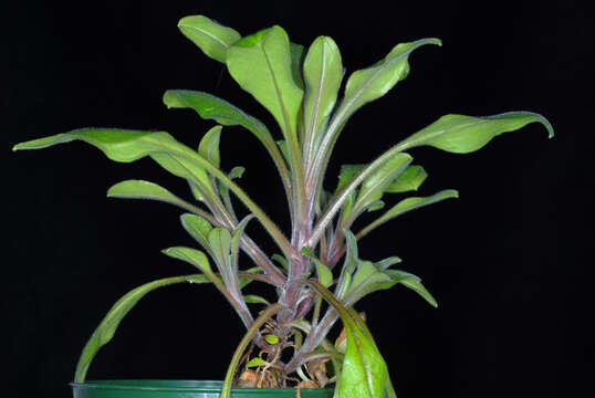 Image of broadleaf forget-me-not