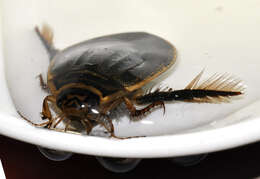 Image of Grooved Diving Beetle