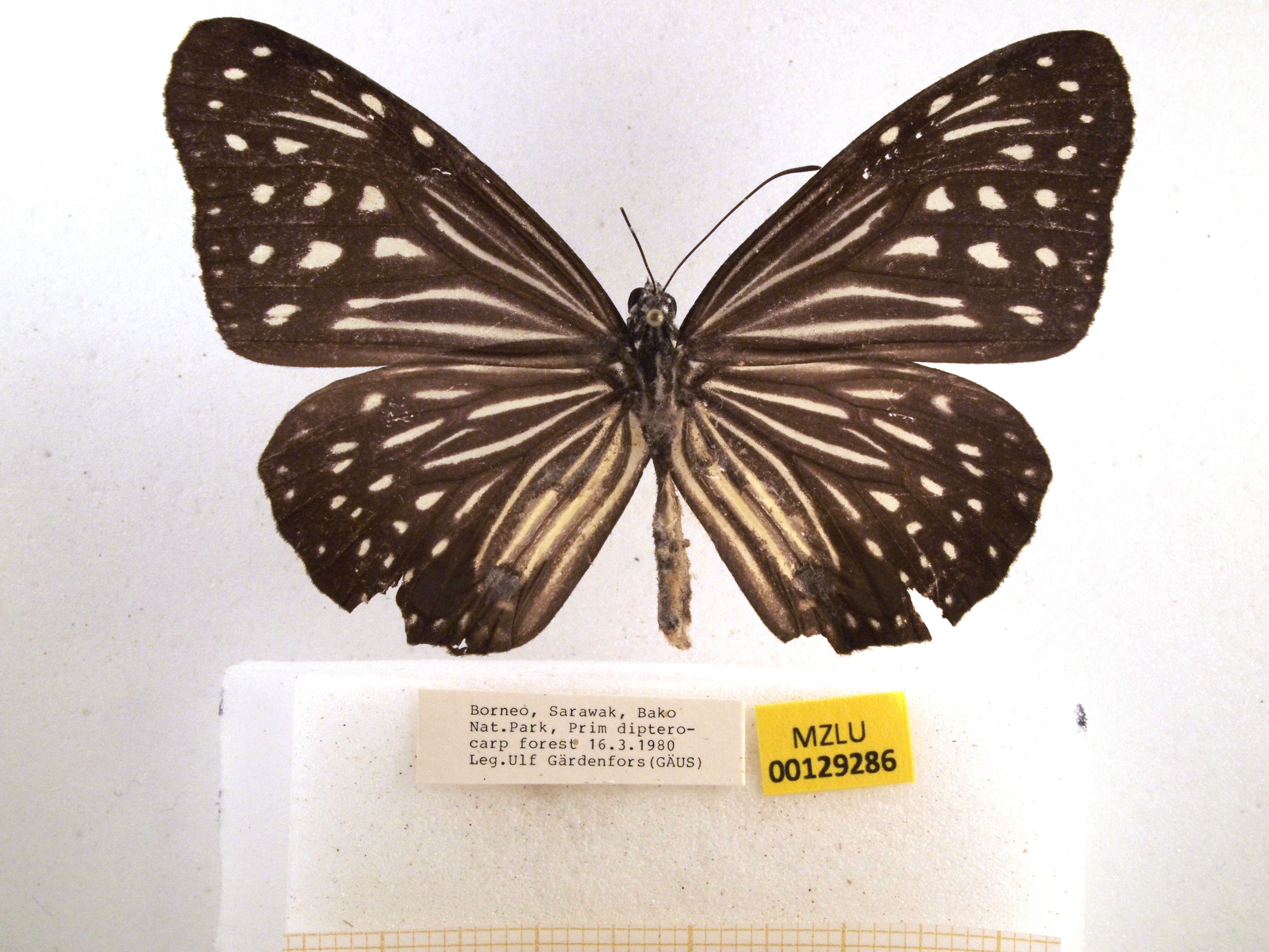 Image of Parantica agleoides Felder & Felder 1860