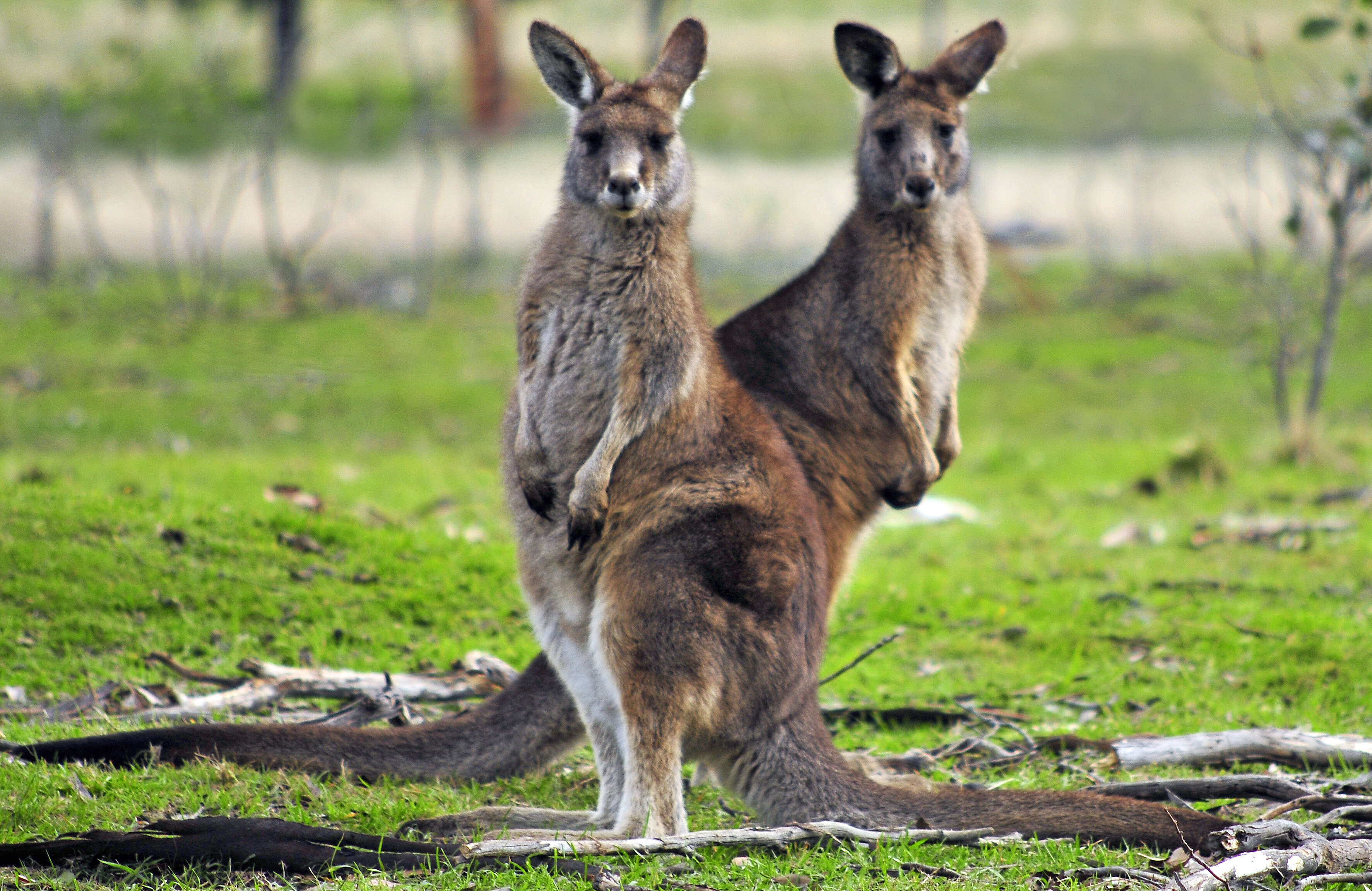 Image of kangaroo