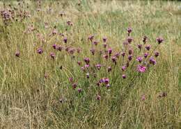 Image of carthusian pink