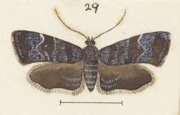 Image of Asterivora combinatana Walker 1863